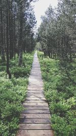 Narrow pathway along trees in park