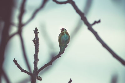 Low angle view of bird perching on tree against sky