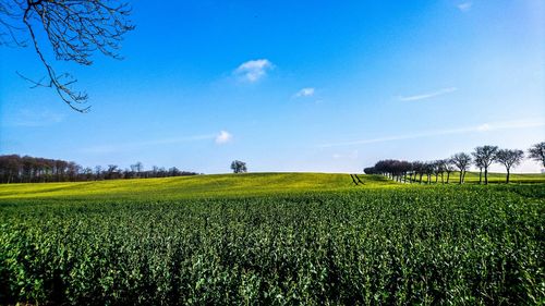 Scenic view of field against cloudy sky