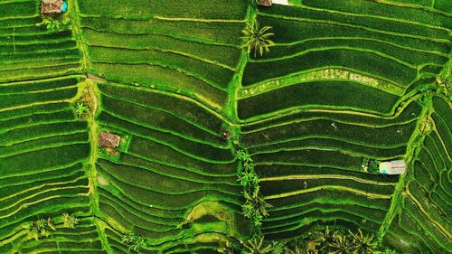 High angle view of green leaves