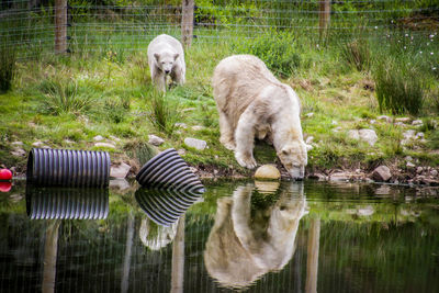 View of dog drinking water