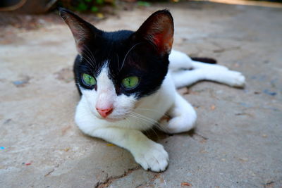 Portrait of cat on footpath