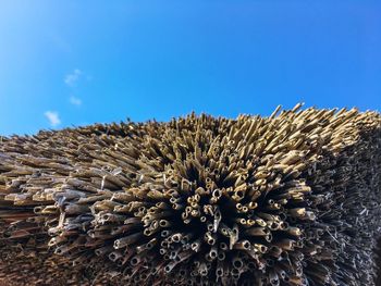 Low angle view of flowering plants against clear blue sky