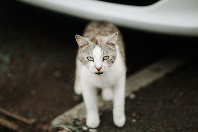 High angle portrait of cat against blurred background