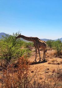 View of an animal on landscape