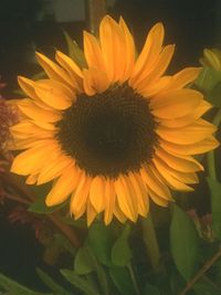 Close-up of sunflower