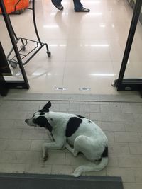 Dog sitting on floor