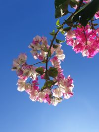 Low angle view of cherry blossoms against blue sky