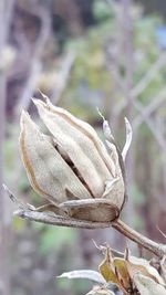 Close-up of wilted plant