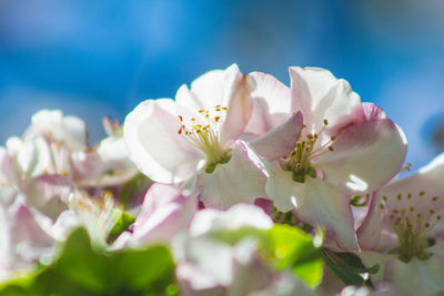 Close-up of pink cherry blossoms