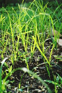 Close-up of fresh green grass in field