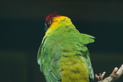 Close-up of bird perching on branch