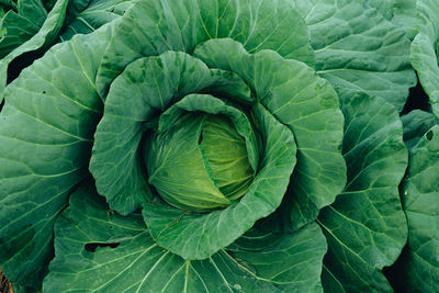 Full frame shot of cabbage