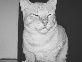 Close-up portrait of a cat against gray background