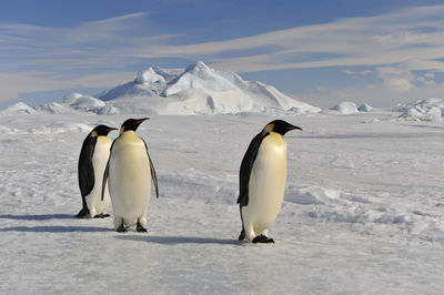 White birds on snow covered mountain