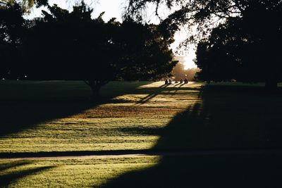 Shadow of people on tree trunk