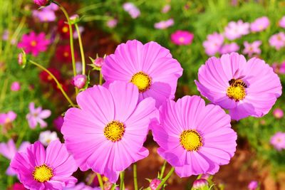 Close-up of pink flowering plants in park