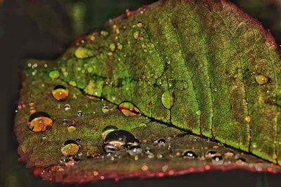 Close-up of water drops on leaf