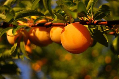 Close-up of orange fruits hanging on tree