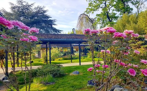 View of pink flowering plants in garden