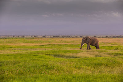 Elephant in a field