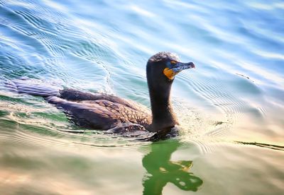 Swan swimming in lake