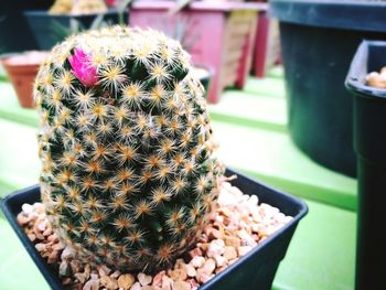 Close-up of cactus