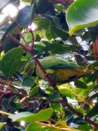 Close-up of bird perching on plant