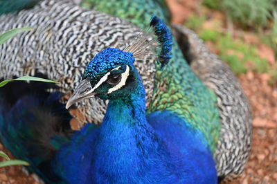 Close-up of peacock