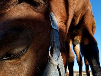 Close-up of horse