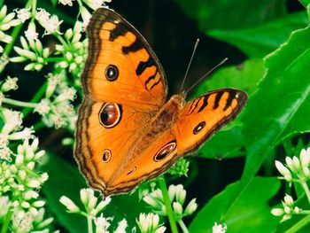 Close-up of butterfly on orange flower