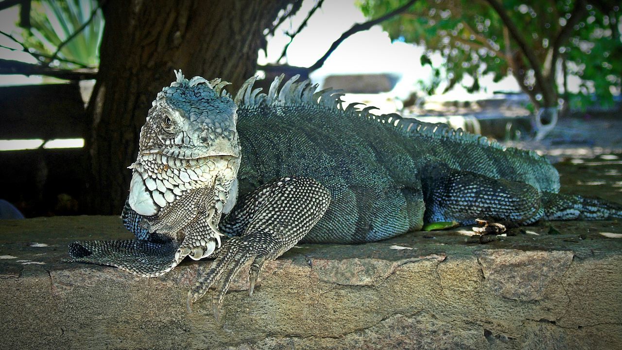 animal themes, one animal, reptile, animals in the wild, wildlife, tree, tree trunk, close-up, focus on foreground, animal representation, day, nature, sand, zoo, outdoors, sunlight, lizard, art and craft, no people, animals in captivity