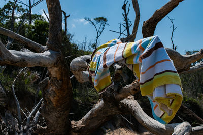 Plants growing on tree trunk against sky