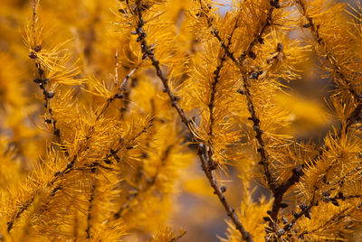 Full frame shot of yellow plants