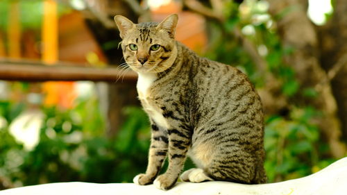 Portrait of cat sitting outdoors