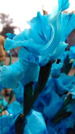Close-up of blue flower in aquarium