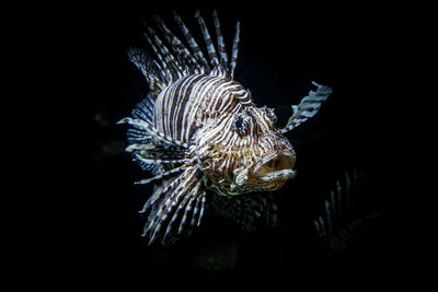 Close-up of jellyfish in water at night