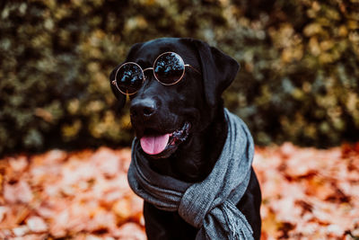 Beautiful black labrador sitting outdoors on brown leaves background, wearing a grey scarf. autumn 