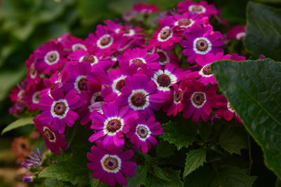 Close-up of flowers blooming outdoors