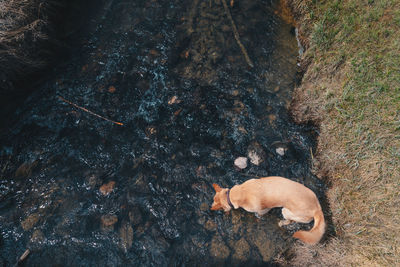 High angle view of dog in stream