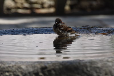 Close-up of duck swimming in water