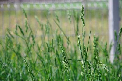 Close-up of crops growing on field