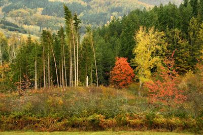 Pine trees in forest during autumn