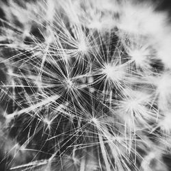 Close-up of dandelion