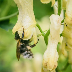 Close-up of insect on plant