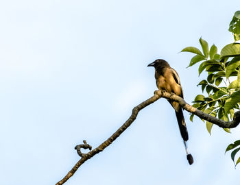 Low angle view of bird perching on tree against sky