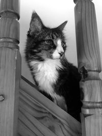 Cat on wooden floor