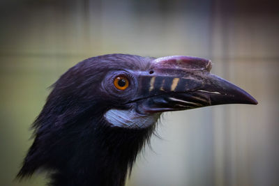 Close-up of a bird looking away