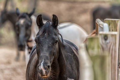 Close-up portrait of horse on field