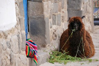 Alpaca eating grass